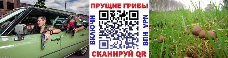 Галлюциногенные грибы мицелий  Лосино-Петровский 